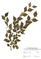 藏品(燈稱花)的圖片